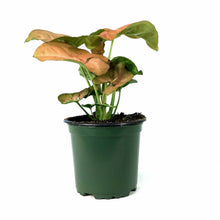 Load image into Gallery viewer, Syngonium, 4in, Candy Berry - Floral Acres Greenhouse & Garden Centre