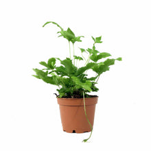 Load image into Gallery viewer, Fern, 2.5in, Pteris - Floral Acres Greenhouse & Garden Centre