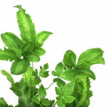 Load image into Gallery viewer, Fern, 2.5in, Pteris - Floral Acres Greenhouse & Garden Centre