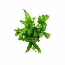 Load image into Gallery viewer, Fern, 2.5in, Pteris - Floral Acres Greenhouse & Garden Centre