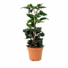 Load image into Gallery viewer, Aralia, 2.5in, False - Floral Acres Greenhouse & Garden Centre