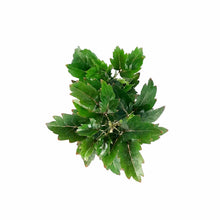Load image into Gallery viewer, Aralia, 2.5in, False - Floral Acres Greenhouse & Garden Centre