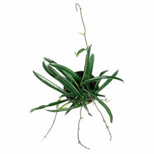 Load image into Gallery viewer, Hoya, 4in, Shepherdii - Floral Acres Greenhouse & Garden Centre