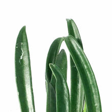 Load image into Gallery viewer, Hoya, 4in, Shepherdii - Floral Acres Greenhouse & Garden Centre