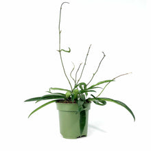 Load image into Gallery viewer, Hoya, 4in, Shepherdii - Floral Acres Greenhouse & Garden Centre