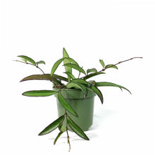 Load image into Gallery viewer, Hoya, 4in, Wayetii - Floral Acres Greenhouse & Garden Centre