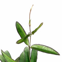 Load image into Gallery viewer, Hoya, 4in, Wayetii - Floral Acres Greenhouse & Garden Centre