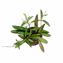 Load image into Gallery viewer, Hoya, 4in, Wayetii - Floral Acres Greenhouse & Garden Centre