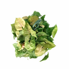 Load image into Gallery viewer, Syngonium, 8in HB, Candy - Floral Acres Greenhouse & Garden Centre