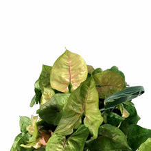 Load image into Gallery viewer, Syngonium, 8in HB, Candy - Floral Acres Greenhouse & Garden Centre