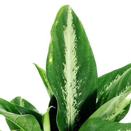 Dieffenbachia, 6in, Panther - Floral Acres Greenhouse & Garden Centre