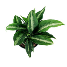 Load image into Gallery viewer, Dieffenbachia, 6in, Panther - Floral Acres Greenhouse & Garden Centre