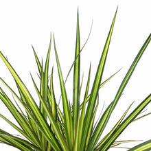 Load image into Gallery viewer, Dracaena, 10in, Kiwi - Floral Acres Greenhouse & Garden Centre