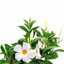 Load image into Gallery viewer, Mandevilla, 6in, White - Floral Acres Greenhouse & Garden Centre