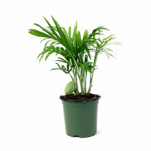 Load image into Gallery viewer, Palm, 4in, Neanthe Bella - Floral Acres Greenhouse & Garden Centre