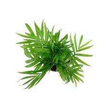 Load image into Gallery viewer, Palm, 4in, Neanthe Bella - Floral Acres Greenhouse & Garden Centre