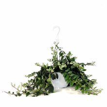 Load image into Gallery viewer, Lipstick Plant, 8in HB - Floral Acres Greenhouse & Garden Centre