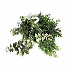 Load image into Gallery viewer, Lipstick Plant, 8in HB - Floral Acres Greenhouse & Garden Centre