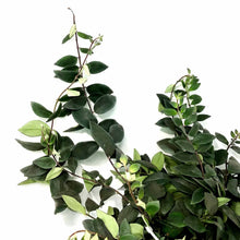 Load image into Gallery viewer, Lipstick Plant, 8in HB - Floral Acres Greenhouse & Garden Centre