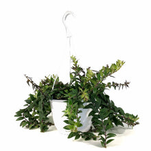 Load image into Gallery viewer, Lipstick Plant, 8in HB, Myra - Floral Acres Greenhouse & Garden Centre