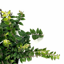 Load image into Gallery viewer, Lipstick Plant, 8in HB, Myra - Floral Acres Greenhouse & Garden Centre