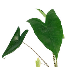 Load image into Gallery viewer, Alocasia, 6in, Zebrina
