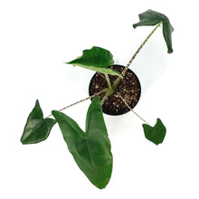 Load image into Gallery viewer, Alocasia, 6in, Zebrina