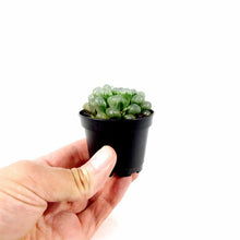 Load image into Gallery viewer, Succulent, 2.5in, Haworthia Cooperi - Floral Acres Greenhouse & Garden Centre