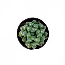 Load image into Gallery viewer, Succulent, 2.5in, Haworthia Cooperi - Floral Acres Greenhouse & Garden Centre