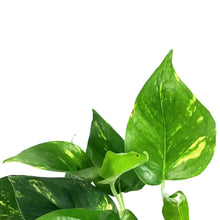 Load image into Gallery viewer, Pothos, 4in, Golden - Floral Acres Greenhouse & Garden Centre
