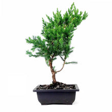 Load image into Gallery viewer, Bonsai, 6in, Juniper San Jose, S Shaped - Floral Acres Greenhouse & Garden Centre