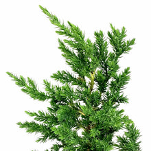 Load image into Gallery viewer, Bonsai, 6in, Juniper San Jose, S Shaped - Floral Acres Greenhouse & Garden Centre