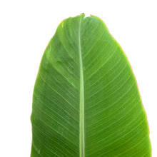 Load image into Gallery viewer, Banana, 10in, Ice Cream - Floral Acres Greenhouse & Garden Centre