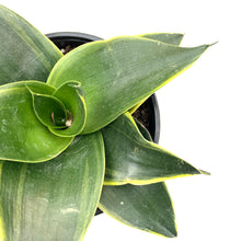 Load image into Gallery viewer, Sansevieria, 6in, Star Power, Emerald Star