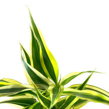 Load image into Gallery viewer, Lucky Bamboo, 2in, Braided - Floral Acres Greenhouse & Garden Centre