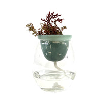 Load image into Gallery viewer, Water Wick Planter, Assorted - Floral Acres Greenhouse & Garden Centre