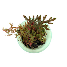 Load image into Gallery viewer, Water Wick Planter, Assorted - Floral Acres Greenhouse & Garden Centre