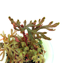 Load image into Gallery viewer, Water Wick Planter, Assorted - Floral Acres Greenhouse & Garden Centre