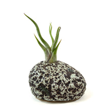 Load image into Gallery viewer, Lunar Rock Planter, Air Plant - Floral Acres Greenhouse & Garden Centre