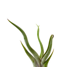Load image into Gallery viewer, Lunar Rock Planter, Air Plant - Floral Acres Greenhouse & Garden Centre