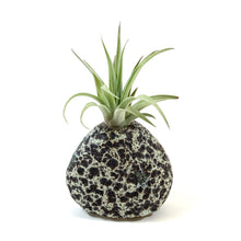 Load image into Gallery viewer, Lunar Rock Planter, Air Plant - Floral Acres Greenhouse & Garden Centre