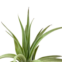 Load image into Gallery viewer, Lunar Rock Planter, Air Plant - Floral Acres Greenhouse & Garden Centre