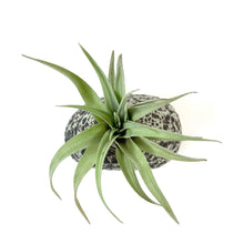Load image into Gallery viewer, Lunar Rock Planter, Air Plant - Floral Acres Greenhouse & Garden Centre