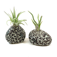 Load image into Gallery viewer, Lunar Rock Planter, Air Plant - Floral Acres Greenhouse & Garden Centre
