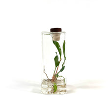 Load image into Gallery viewer, Planter, Aquatic Life - Floral Acres Greenhouse & Garden Centre