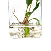 Load image into Gallery viewer, Planter, Aquatic Life - Floral Acres Greenhouse & Garden Centre