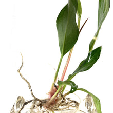 Load image into Gallery viewer, Planter, Aquatic Life - Floral Acres Greenhouse & Garden Centre