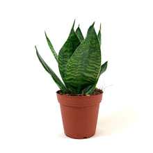 Load image into Gallery viewer, Sansevieria, 4in, Hahnii - Floral Acres Greenhouse & Garden Centre