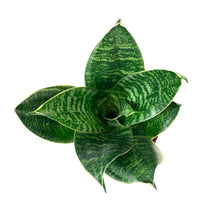 Load image into Gallery viewer, Sansevieria, 4in, Hahnii - Floral Acres Greenhouse & Garden Centre