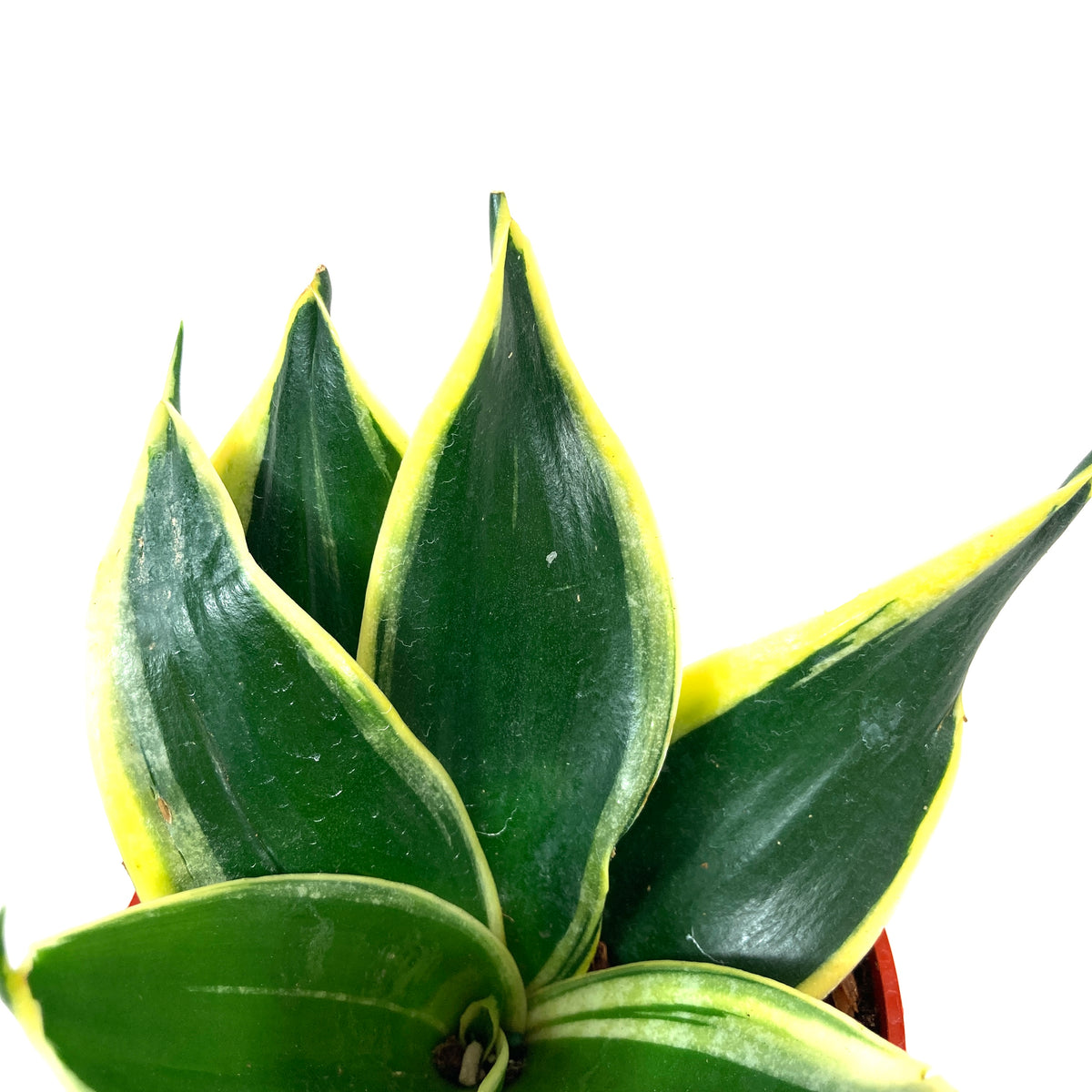 sansevieria hahnii jade marginata Sansevieria, 4in, Hahnii Jade Marginata – Floral Acres Greenhouse & Garden  Centre
